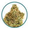 Golden Goat Weed strain