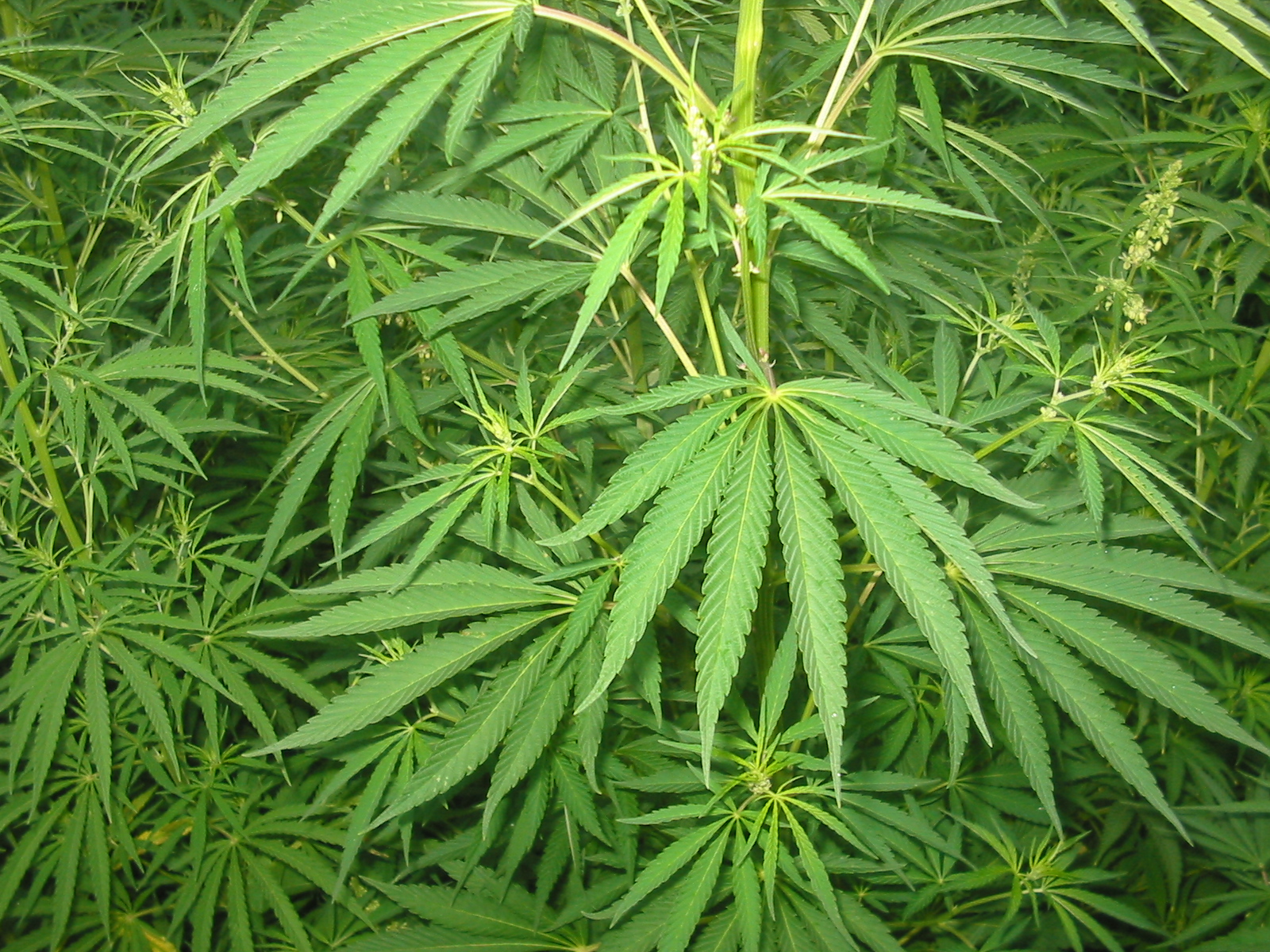 Sativa Cannabis Strains