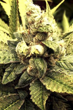 Indica Cannabis Strains