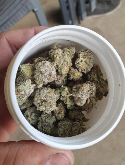 Candy Pavé (Exotic) Marijuana Strain for sale